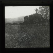 Böhl glass slide 61.1/1649